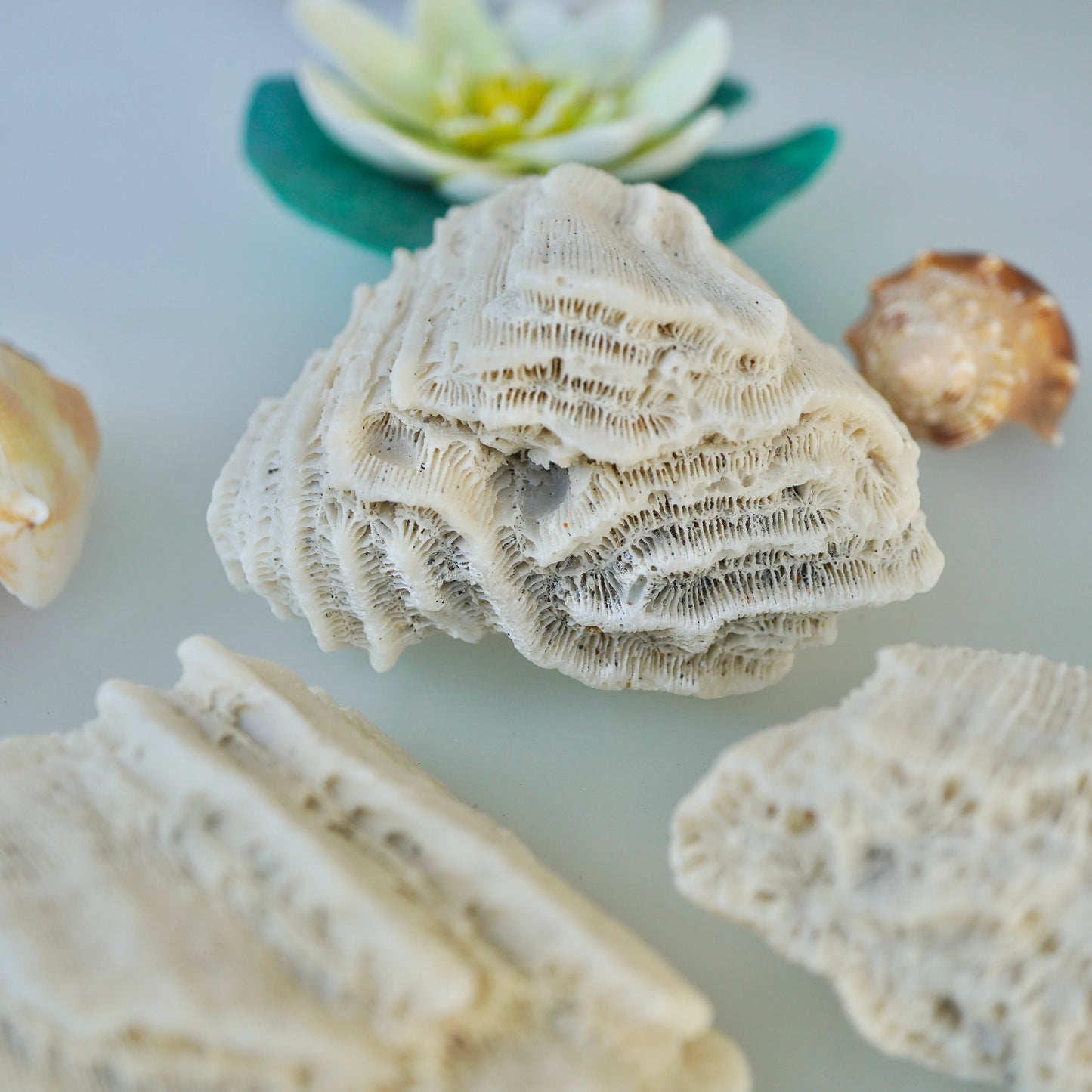 Set Of 3 - Brain Coral Rock Set Vintage Ocean Stones Real Ancient Reef Fossil Beach Home Decor Saltwater Aquarium Fish Tank Decoration
