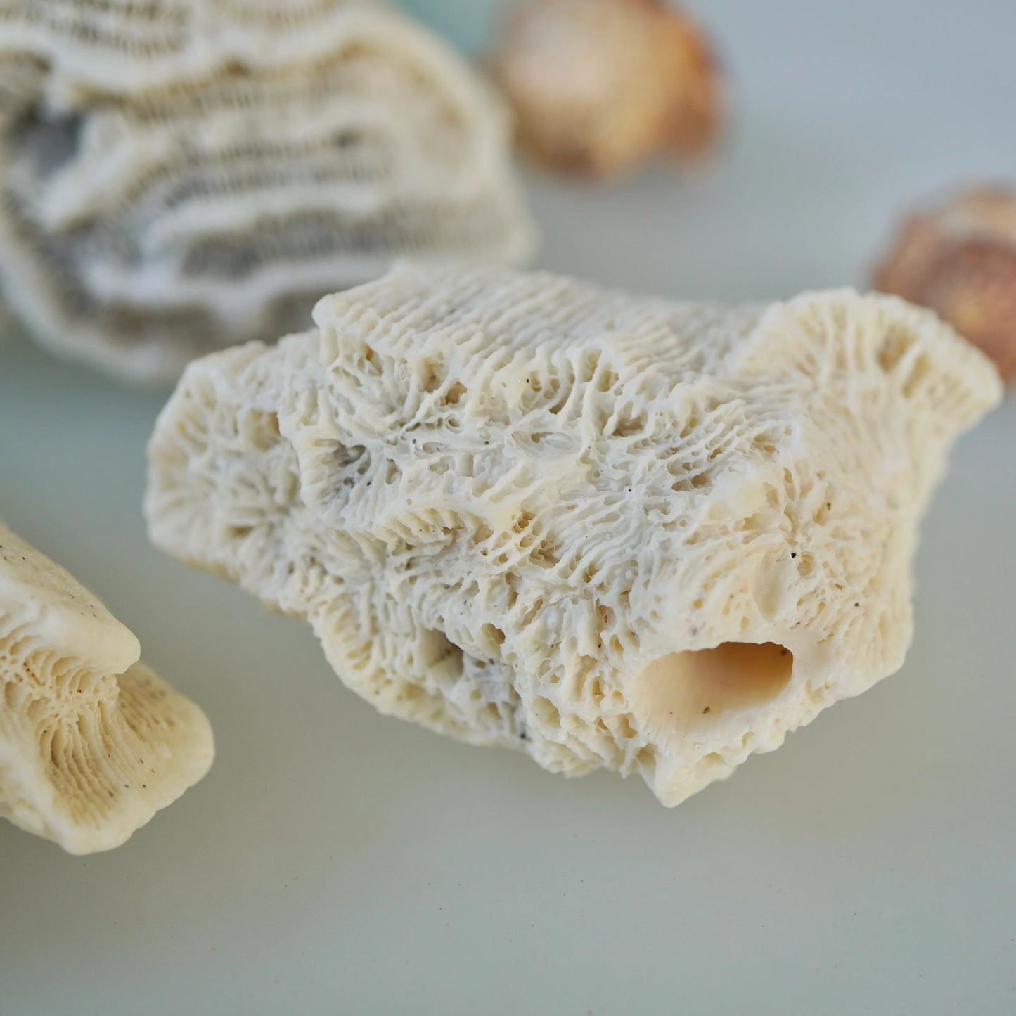 Set Of 3 - Brain Coral Rock Set Vintage Ocean Stones Real Ancient Reef Fossil Beach Home Decor Saltwater Aquarium Fish Tank Decoration