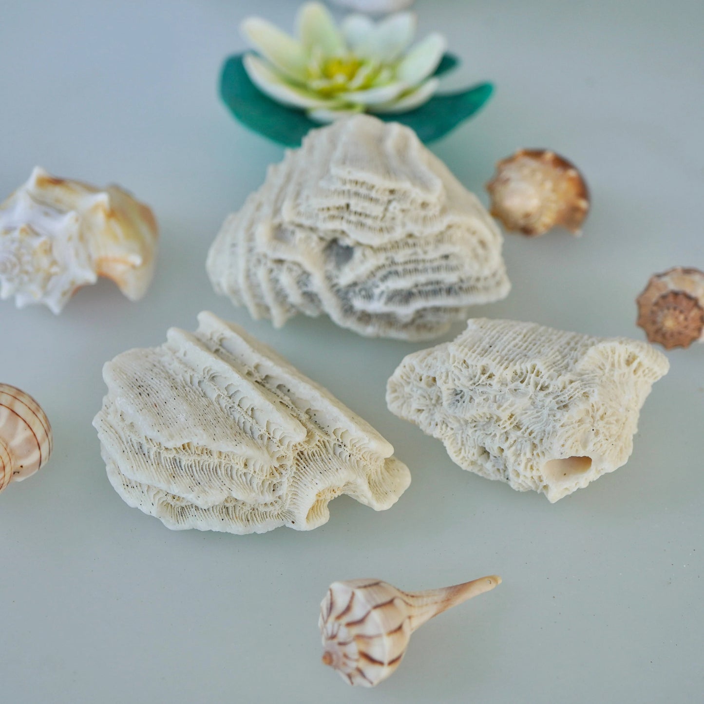Set Of 3 - Brain Coral Rock Set Vintage Ocean Stones Real Ancient Reef Fossil Beach Home Decor Saltwater Aquarium Fish Tank Decoration