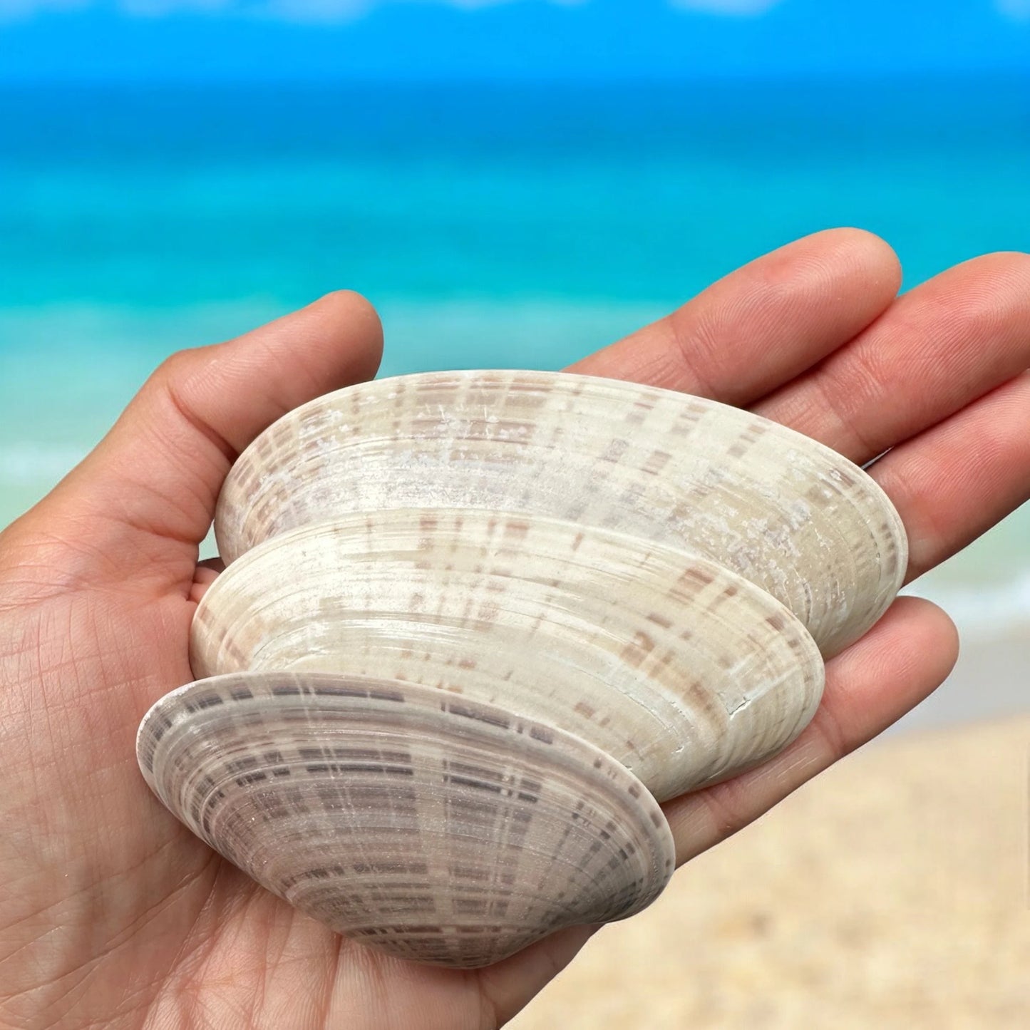 Set Of 10 - Large Clam Seashells Set Rare Long Natural Beach Home Decor Coastal Decoration Diy Art Craft Painting Unique Ocean Sea Shells Bundle