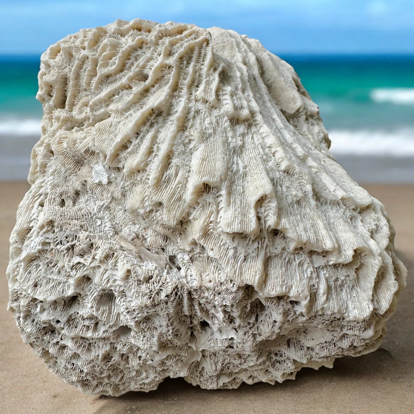 Giant Brain Coral Rock Rare Natural Vintage Large Ocean Stone White Ancient Fossil Beach Home Decor Saltwater Big Fish Tank Aquarium Decoration