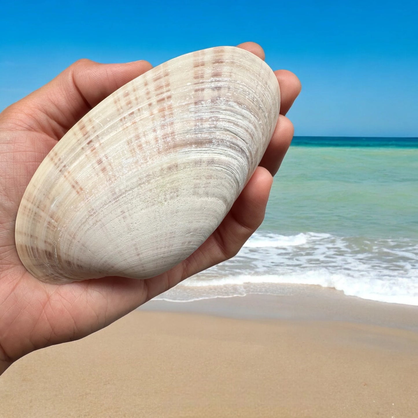 Set Of 10 - Large Clam Seashells Set Rare Long Natural Beach Home Decor Coastal Decoration Diy Art Craft Painting Unique Ocean Sea Shells Bundle