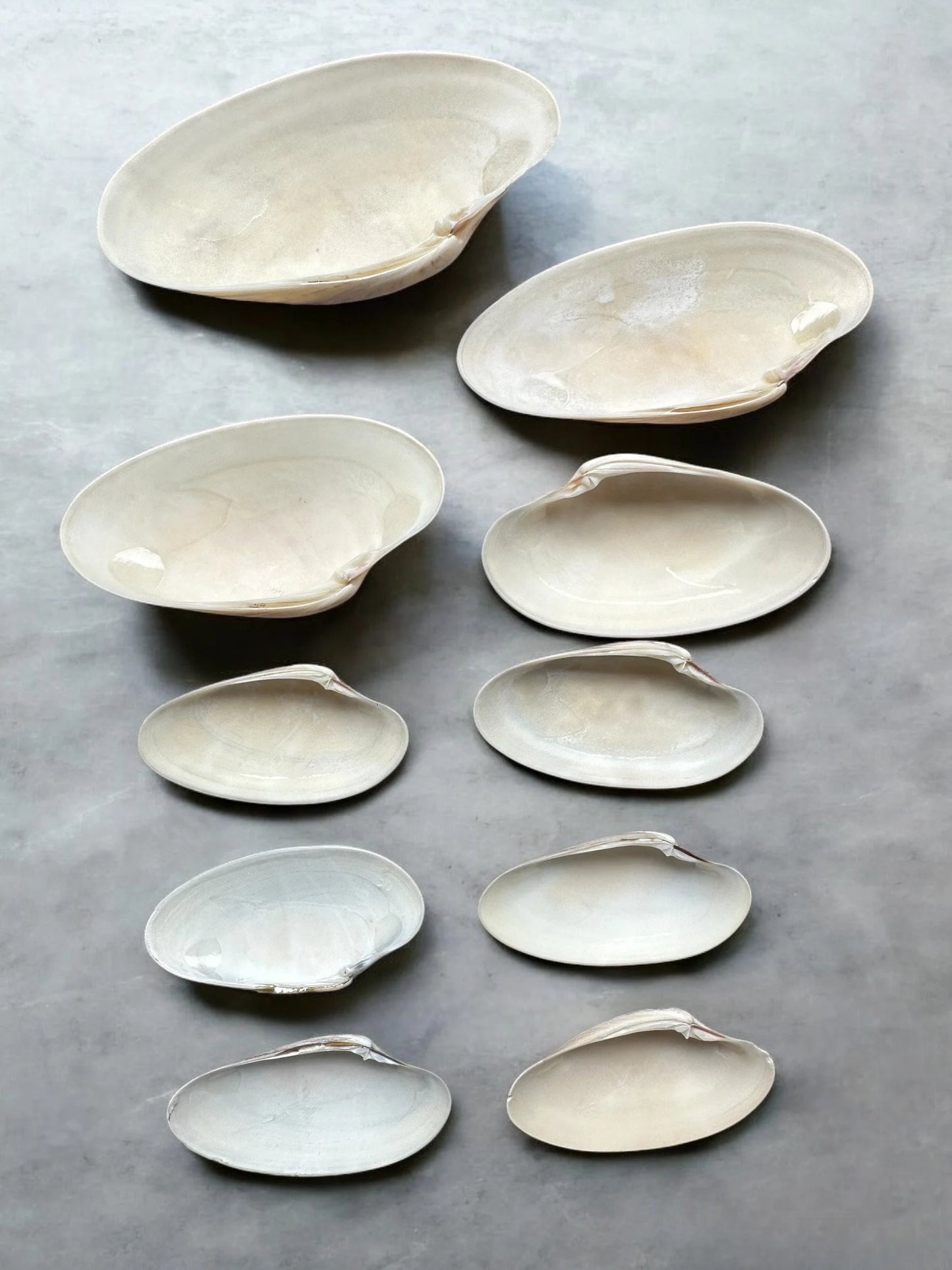 Set Of 10 - Large Clam Seashells Set Rare Long Natural Beach Home Decor Coastal Decoration Diy Art Craft Painting Unique Ocean Sea Shells Bundle