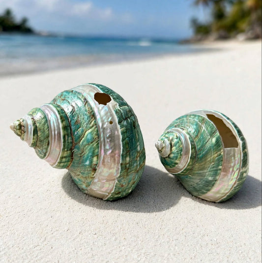 2-Pcs Large Green Pearl Conch Seashells Set With Holes Rare Natural Coastal Beach Home Decor Nautical Big Centerpiece Sea Shell Decoration Beach Collection Gift