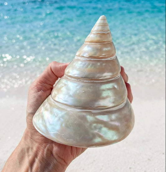 Large White Pearl Conch Seashell With Hole Rare Natural Coastal Beach Home Decor Nautical Big Centerpiece Sea Shell Decoration Beach Collection Gift