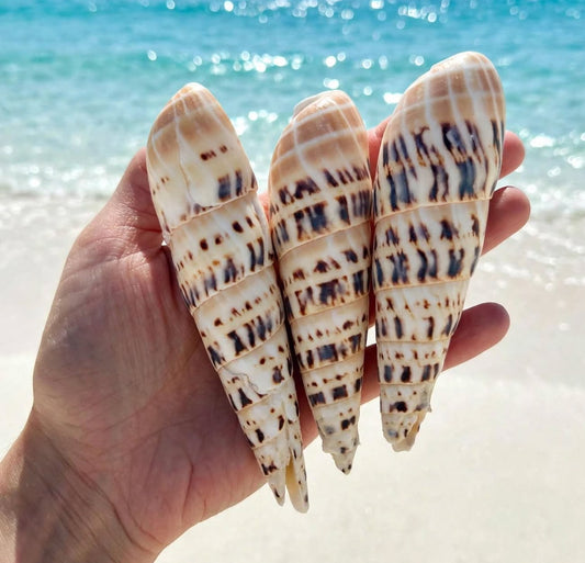 3-Pcs Large White Brown Conch Seashells Set Rare Natural Coastal Beach Home Decor Nautical Big Centerpiece Sea Shell Decoration Beach Collection Gift
