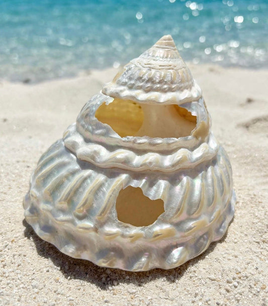 Large White Pearl Conch Seashell With Hole Rare Natural Coastal Beach Home Decor Nautical Big Centerpiece Sea Shell Decoration Beach Collection Gift Rich text editor Description