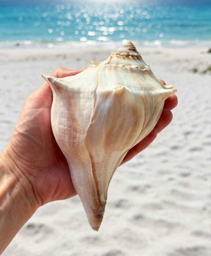 Large Conch Seashell White Brown Pattern Rare Big Ocean Sea Shell Coastal Decor Nautical Centerpiece Decoration Beach Lovers Collective Gift