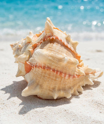 Large Conch Spiky Rare Seashell Decorative Big Sea Shell Coastal Beach Home Decor Nautical Art Craft Fish Tank Aquarium Decoration