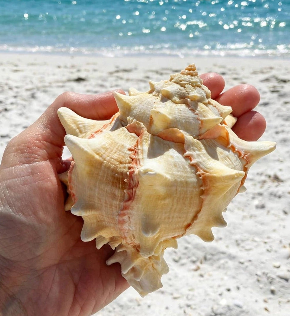 Large Conch Spiky Rare Seashell Decorative Big Sea Shell Coastal Beach Home Decor Nautical Art Craft Fish Tank Aquarium Decoration
