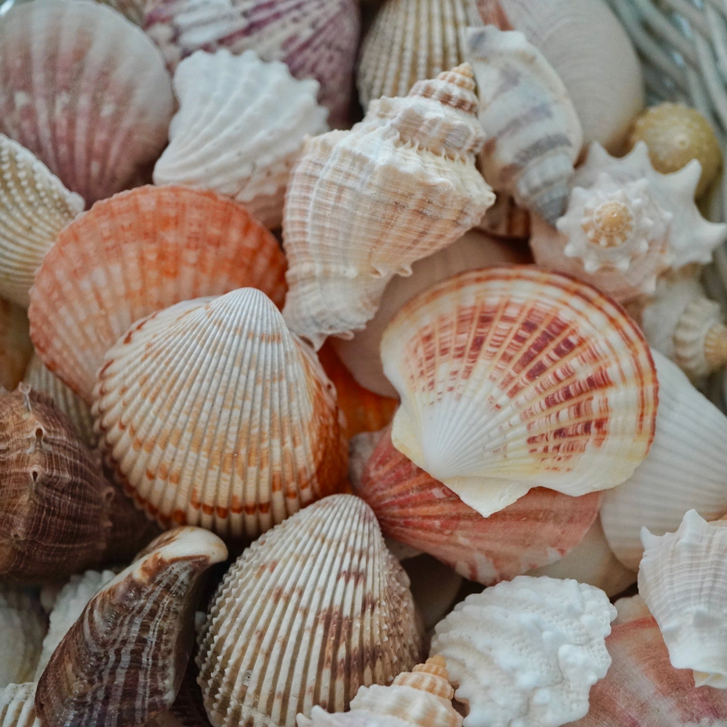Exotic Florida Tropical Mixed Seashells Colorful Various Sizes Decorative Vase Fillers Beach Home Decor Special Assortment