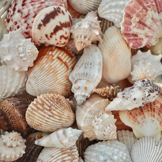 Exotic Florida Tropical Mixed Seashells Colorful Various Sizes Decorative Vase Fillers Beach Home Decor Special Assortment