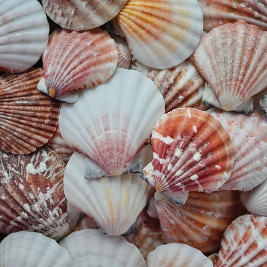 Assorted Mixed Scallop Seashells Rare Colorful Nautical Home Decor Decorative Vase Fillers Art Craft Coastal Beach House Decoration Sea Shells