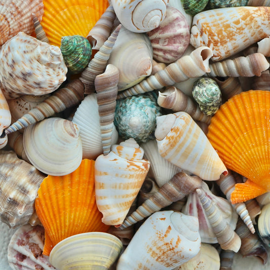 Mixed Seashells Assorted Rare Colorful Natural Mix Sea Shells Beach Home Decor Tropical Art Craft Fish Tank Aquarium Ocean House Decoration