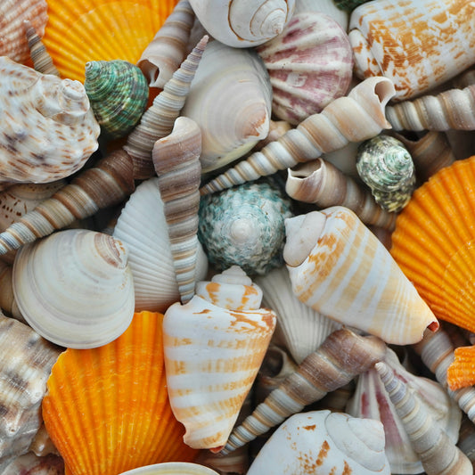 Mixed Seashells Assorted Rare Colorful Natural Mix Sea Shells Beach Home Decor Tropical Art Craft Fish Tank Aquarium Ocean House Decoration