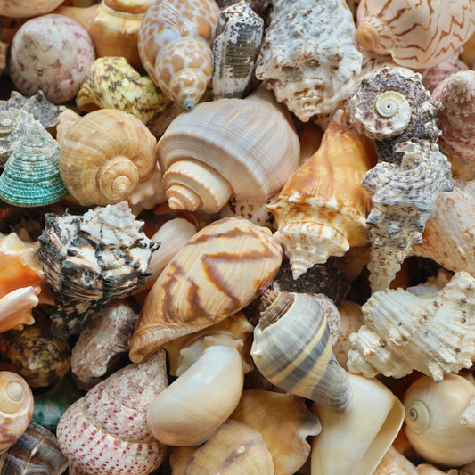 Large Conch Seashells Natural Beach Home Decor Big Snail Hermit Crab Mixed Sea Shells Assortment