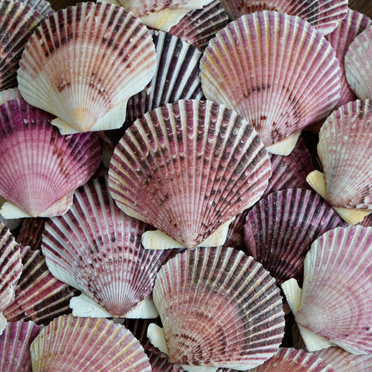 Florida Large Scallop Seashells Assortment