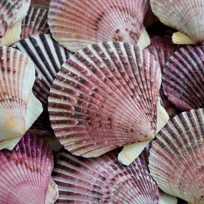 Florida Large Scallop Seashells Assortment