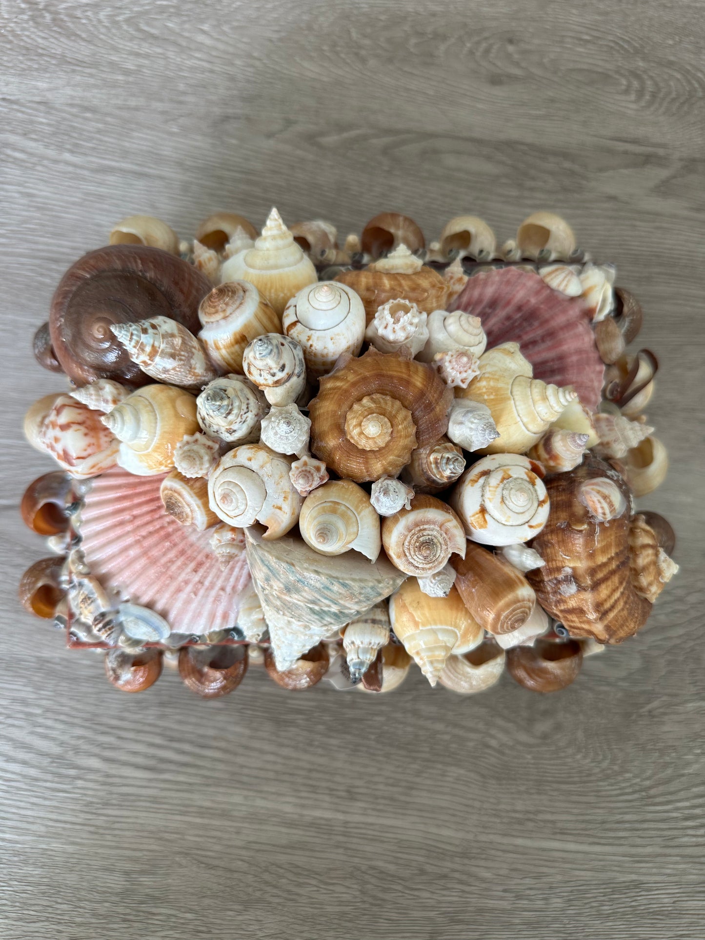 Seashells Large Jewelry Box Rare Vintage Nautical Big Sea Shells Coastal Art Decoration Nautical Ocean Decor Beach Lovers Gift
