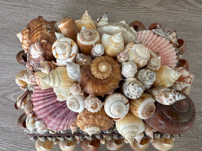 Seashells Large Jewelry Box Rare Vintage Nautical Big Sea Shells Coastal Art Decoration Nautical Ocean Decor Beach Lovers Gift