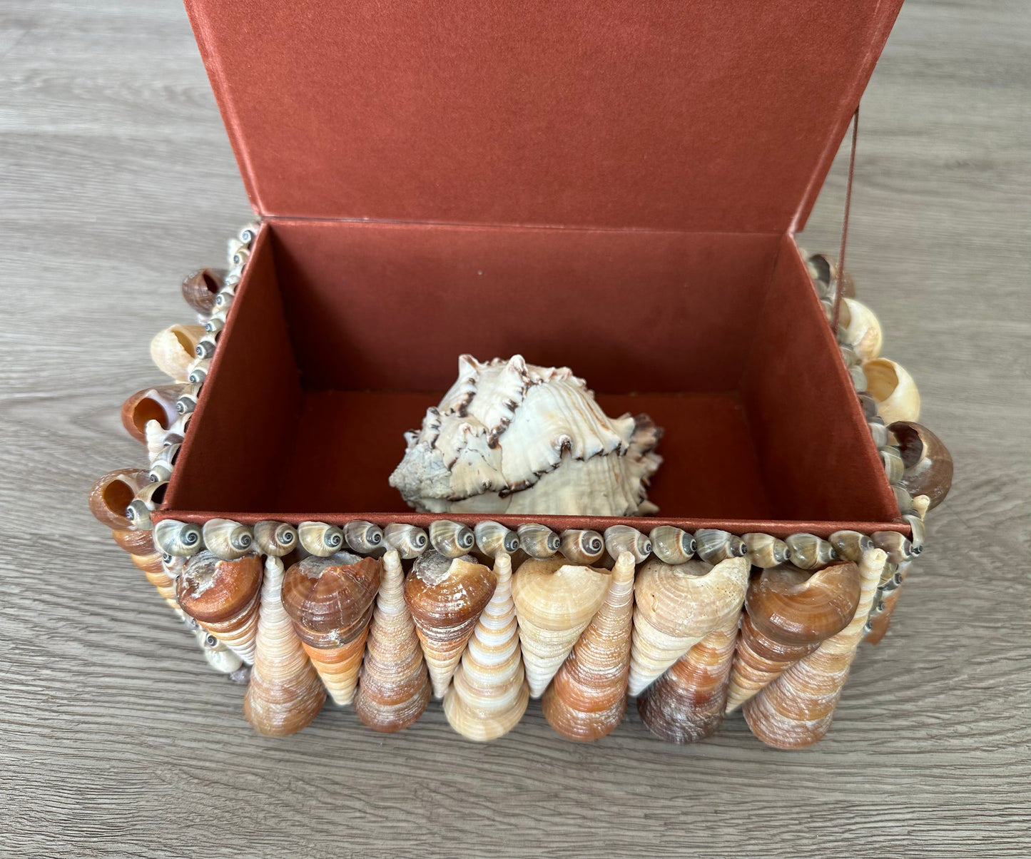Seashells Large Jewelry Box Rare Vintage Nautical Big Sea Shells Coastal Art Decoration Nautical Ocean Decor Beach Lovers Gift