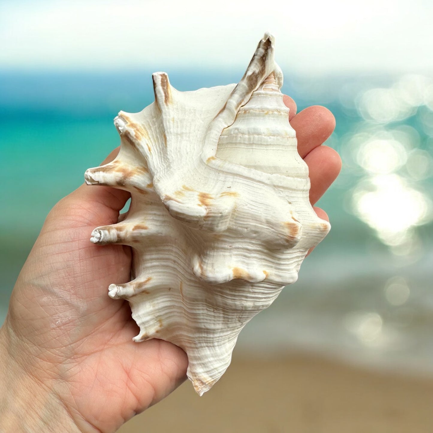 Large Conch Spiky Rare Seashell Decorative Big Sea Shell Coastal Beach Home Decor Nautical Art Craft Fish Tank Aquarium Decoration