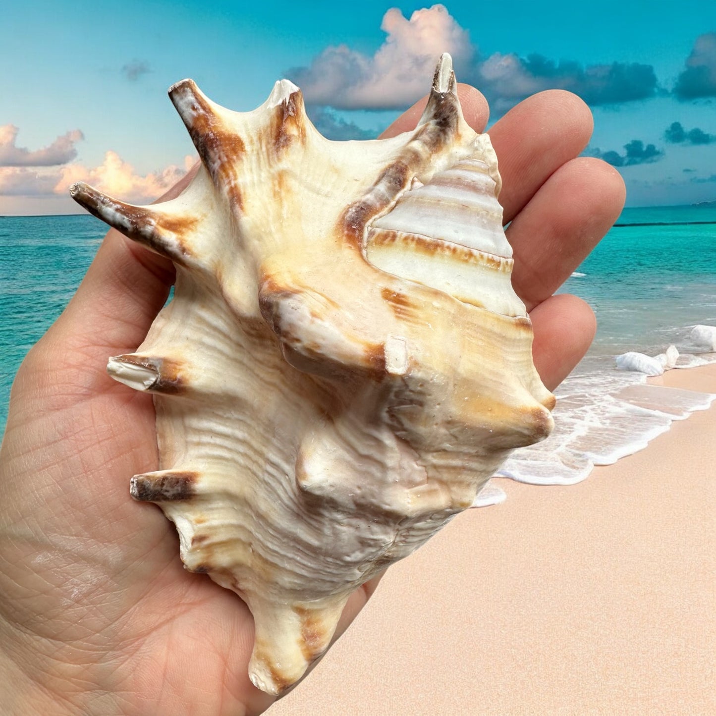 Large Conch Seashell Rare White Spiky Natural Big Ocean Sea Shells Nautical Home Decor Coastal Centerpiece Display Beach House Decoration