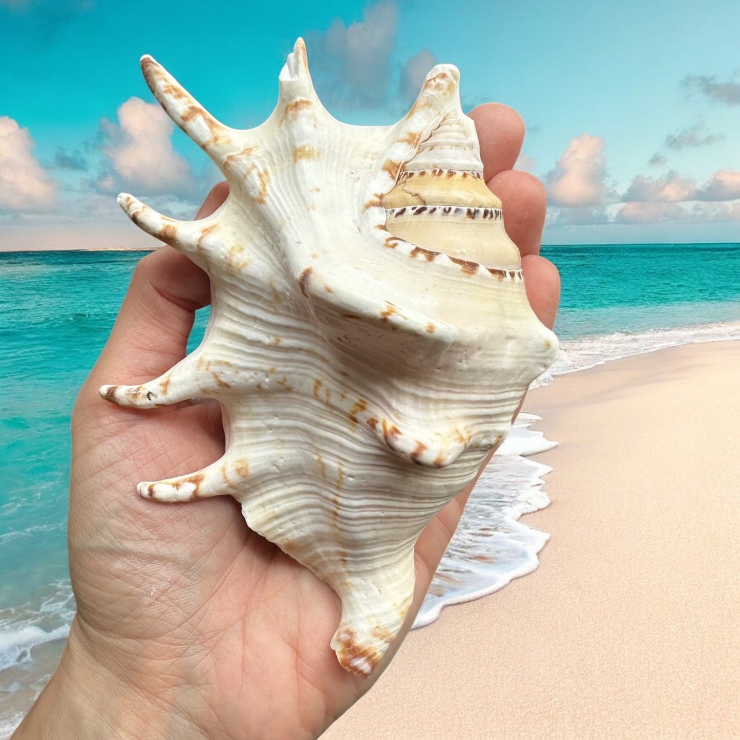 Large Conch Spiky Rare Seashell Decorative White Big Sea Shell Coastal Beach Home Decor Nautical Art Craft Fish Tank Aquarium Decoration