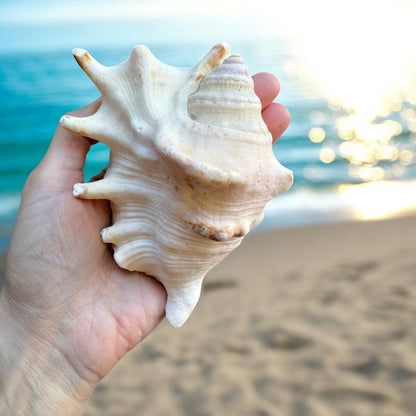 Large Conch Seashell Rare White Spiky Natural Big Ocean Sea Shells Nautical Home Decor Coastal Centerpiece Display Beach House Decoration