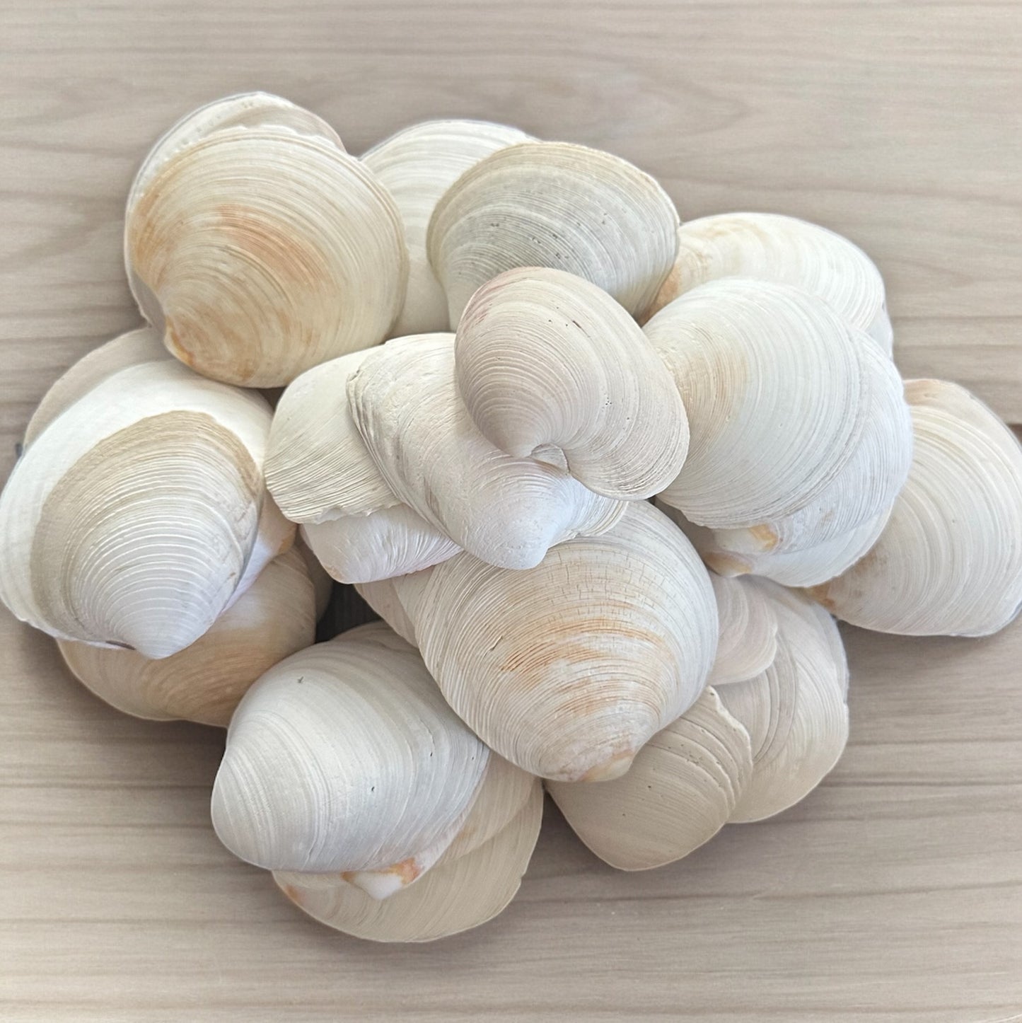 Large Clam Seashells Thick Round White Big Ocean Sea Shells Beach Decor Nautical Diy Art Craft Painting Fish Tank Aquarium Decoration