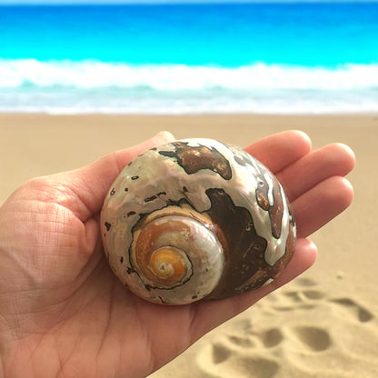 Large Pearl Conch Seashell Rare White Brown Polished Seashell Beach Home Decor Natural Sea Shells Coastal Decoration Collective Beach Lovers Gift