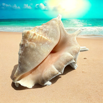 Large Conch Seashell Spiky White Real Ocean Natural Sea Shells Home Decor Art Craft Sea Decoration Beach Lovers Gift