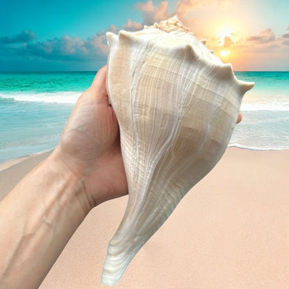 Giant Conch Seashell White Brown Pattern Rare Big Large Ocean Sea Shell Coastal Decor Nautical Centerpiece Decoration Beach Lovers Special Collection Gift