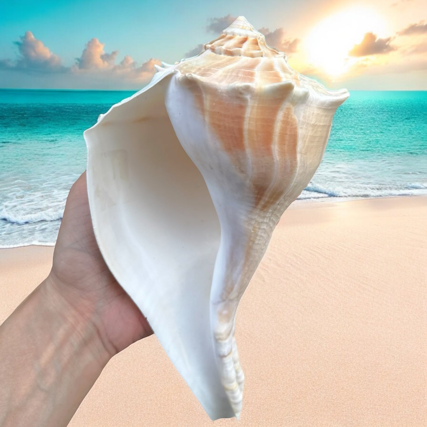 Giant Conch Seashell White Brown Pattern Rare Big Large Ocean Sea Shell Coastal Decor Nautical Centerpiece Decoration Beach Lovers Special Collection Gift