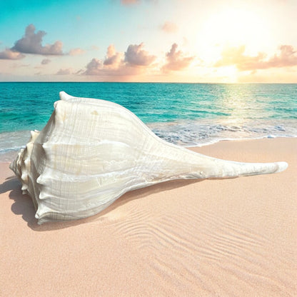 Large Conch Seashell White Brown Pattern Rare Big Ocean Sea Shell Coastal Decor Nautical Centerpiece Decoration Beach Lovers Collective Gift