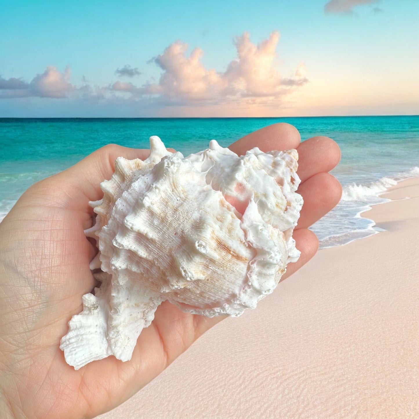 Large Murex Conch Seashell Pink White Spiky Real Ocean Shells Natural Beach Seashells Home Decor Candle Art Craft Sea Decoration