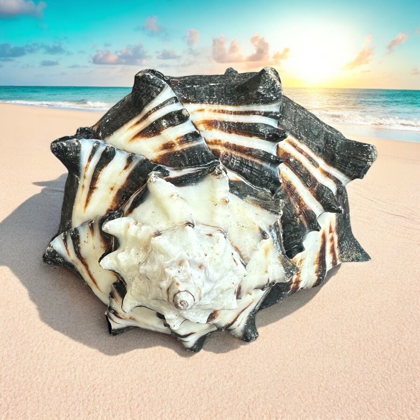 Large Conch Seashell Black White Spiky Real Rare Natural Big Decorative Sea Shells Coastal Beach Home Decor Ocean Decoration Collection Gift