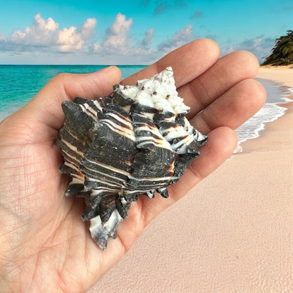 Large Conch Seashell Black White Spiky Real Rare Natural Big Decorative Sea Shells Coastal Beach Home Decor Ocean Decoration Collection Gift