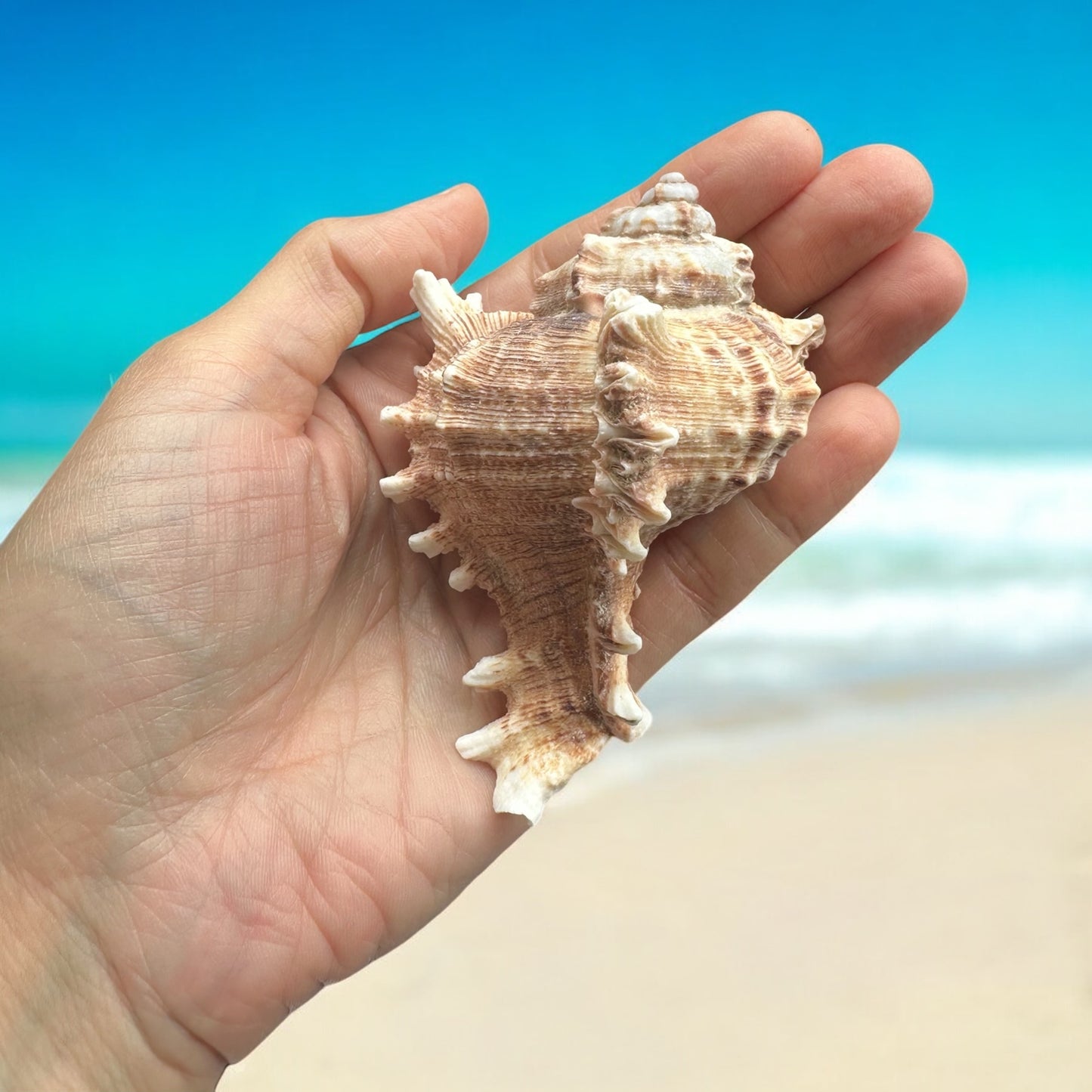 Murex Conch Seashell Brown Spiky Real Ocean Shells Natural Beach Seashells Home Decor Candle Art Craft Sea Decoration