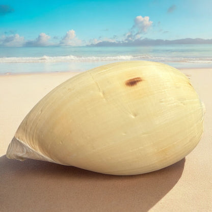 Large Conch Seashell Rare Orange Round Natural Big Ocean Sea Shell Coastal Home Decor Nautical Centerpiece Display Beach House Aquarium Decoration