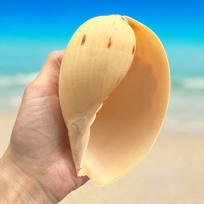 Large Conch Seashell Rare Orange Round Natural Big Ocean Sea Shell Coastal Home Decor Nautical Centerpiece Display Beach House Aquarium Decoration