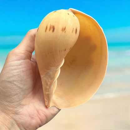 Large Conch Seashell Rare Orange Round Natural Big Ocean Sea Shell Coastal Home Decor Nautical Centerpiece Display Beach House Aquarium Decoration Beach Lovers Gift