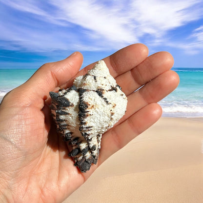 Conch Seashell Black White Rare Natural Spiky Real Big Decorative Sea Shell Coastal Beach Home Decor Ocean Decoration Collection Gift