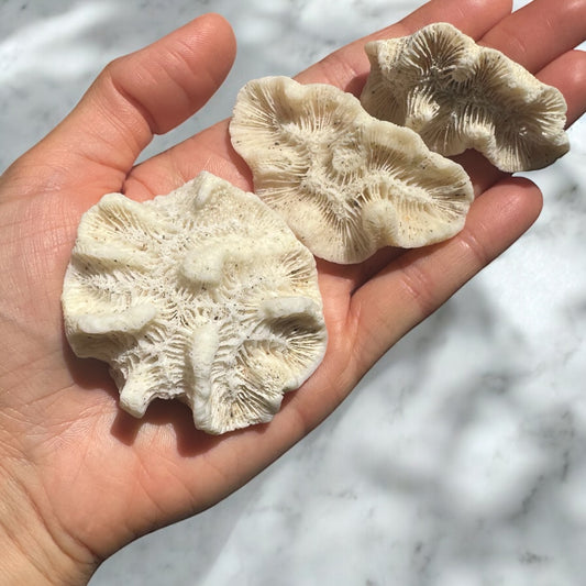 Set Of 8 - Coral Rock Set Rose Brain Coral Natural Real Vintage Ocean Stone Ancient Reef Fossil Beach Home Decor Saltwater Fish Tank Aquarium Decoration