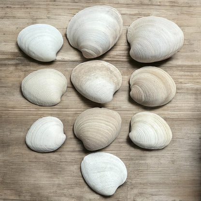 10 Pieces Large Clam Seashells Thick Round White Big Ocean Sea Shells Beach Decor Nautical Diy Art Craft Painting Fish Tank Aquarium Decoration