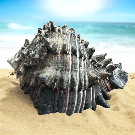 Large Conch Seashell Black White Spiky Real Rare Natural Big Decorative Sea Shells Coastal Beach Home Decor Ocean Decoration Collection Gift