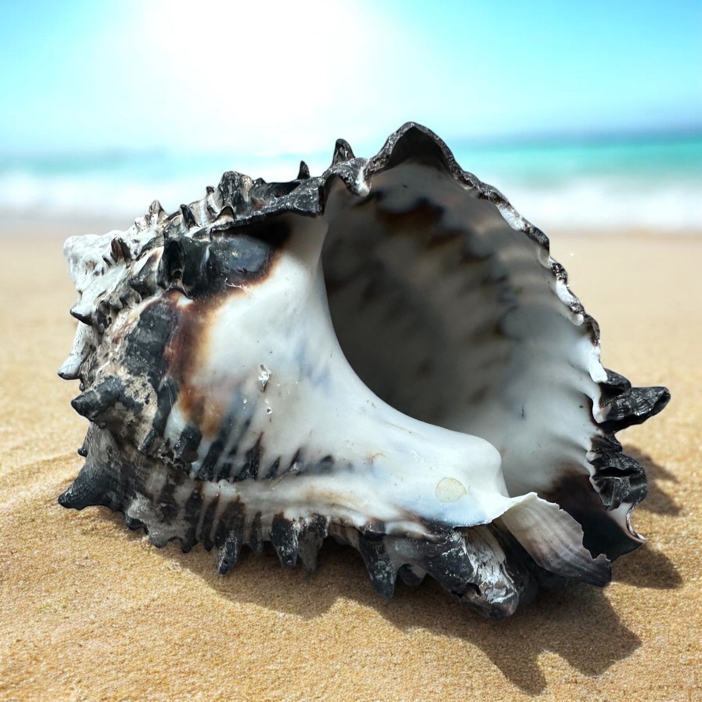 Large Conch Seashell Black White Spiky Real Rare Natural Big Decorative Sea Shells Coastal Beach Home Decor Ocean Decoration Collection Gift