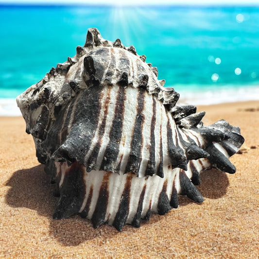 Conch Seashell Black White Spiky Real Rare Natural Big Decorative Sea Shells Coastal Beach Home Decor Ocean Decoration Collection Gift