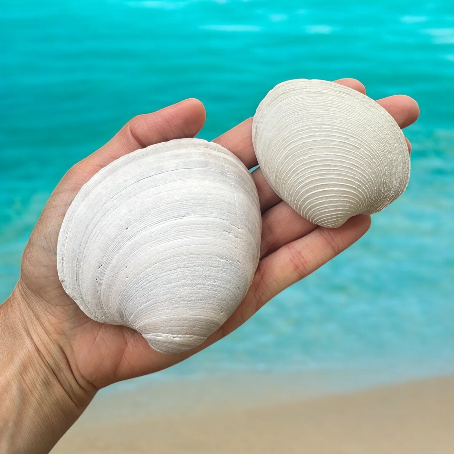 10 Pieces Large Clam Seashells Thick Round White Big Ocean Sea Shells Beach Decor Nautical Diy Art Craft Painting Fish Tank Aquarium Decoration