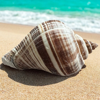 Conch Seashell Rare Spiky Brown White Pattern Ocean Big Natural Sea Shell Home Decor Aquarium House Decoration Beach Lovers Gift